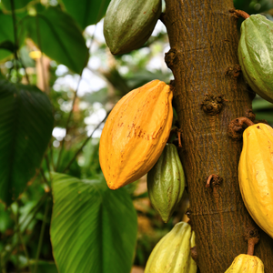 A Brief History on Cacao pre-Columbus