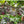 SUPPORT - PLANT A TREE - Cuatro Manos y Cinco Volcanes Farms